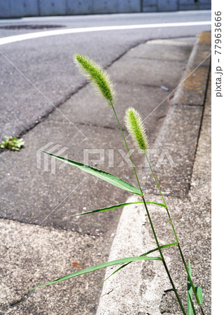 エノコログサ 77963666