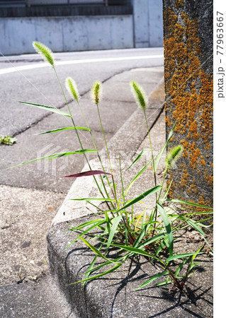 エノコログサ エノコログサ 77963667