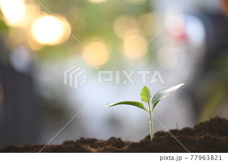 Small growing pumpkin under sunlight 77963821