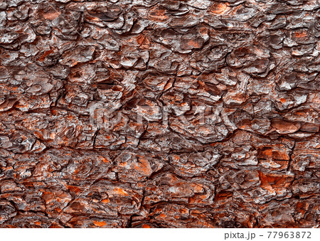 Tree bark background for your design. Abstract natural wood texture background. 77963872