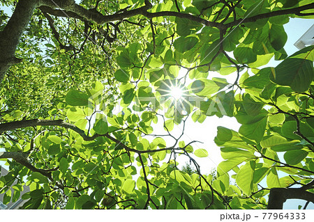 日本の植物風景　太陽光とハクモクレンの新緑。エコロジー、高潔な心、自然への愛などのイメージ…＝横浜 77964333