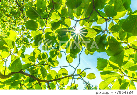 日本の植物風景 太陽光とハクモクレンの新葉 エコロジー 高潔な心 自然への愛などのイメージ 横浜の写真素材