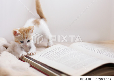 洋書と子猫 洋書と子猫 77964773
