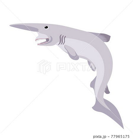 Goblin shark. Wildlife animal. Underwater fish. Vector 77965175
