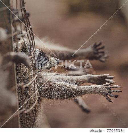 Cute raccoons in a cage in a zoo begging for food 77965384