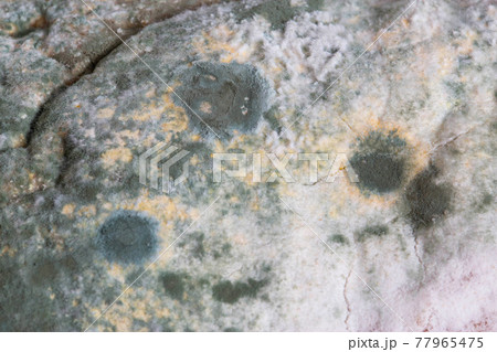 Green moldy bread on a white background, isolate. Loaf with mold, macro Green moldy bread on a white background, isolate. Loaf with mold, macro 77965475