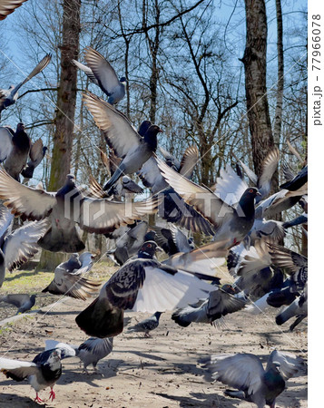 Soaring flock of pigeons in the park in motion. 77966078