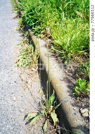 ヘラオオバコ 77966512