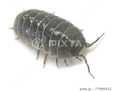 Common pill bug, Armadillidium vulgare isolated on white background, macro photo Common pill bug, Armadillidium vulgare isolated on white background, macro photo 77966923