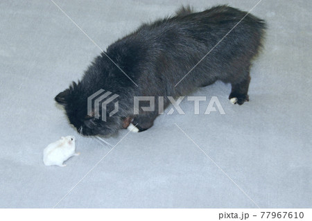 small hamster makes friendship with cat. Love of pets. Pet life 77967610