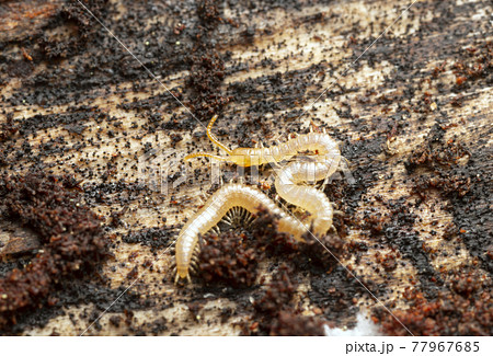 Young centipede on pine wood Young centipede on pine wood 77967685