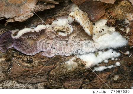 Trichaptum fuscoviolaceum growing on pine tree trunk Trichaptum fuscoviolaceum growing on pine tree trunk 77967686