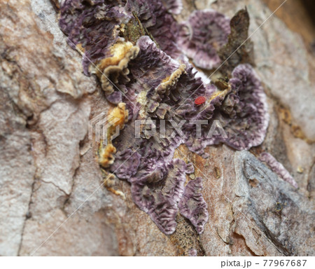 Trichaptum fuscoviolaceum growing on pine tree trunk, a mite kan be seen on the fruit body 77967687