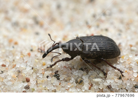 Weevil, Notaris scirpi on sand, macro photo Weevil, Notaris scirpi on sand, macro photo 77967696