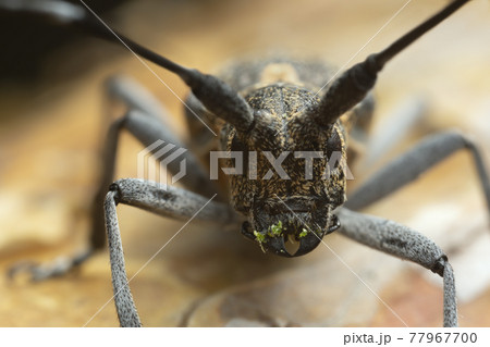 Portrait macro photo of a Pine sawer beetle, Monochamus galloprovincialis 77967700