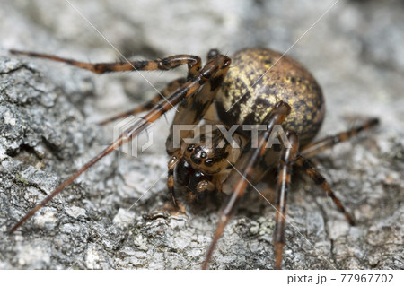 Shaded orb-weaver, Metellina merianae on bark, macro photo Shaded orb-weaver, Metellina merianae on bark, macro photo 77967702