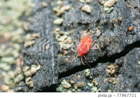 Mite on burnt pine wood photographed with high magnification 77967721
