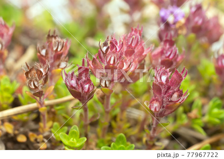Breckland thyme, Thymus serpyllum plants with buds 77967722