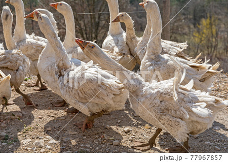 Geese 77967857
