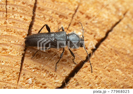Female old house borer, Hylotrupes bajulus laying eggs in pine wood, this woodboring beetle can be a pest in old houses Female old house borer, Hylotrupes bajulus laying eggs in pine wood, this woodboring beetle can be a pest in old houses 77968025