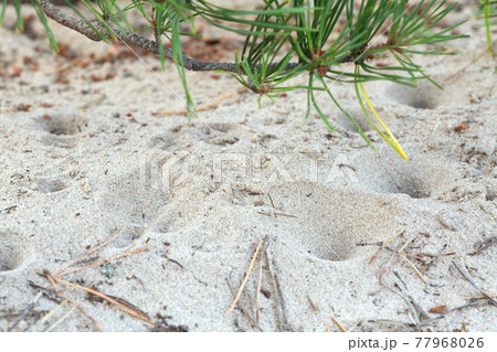 Antion sand pit trap in sandy environment 77968026