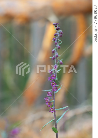 Blooming dark-red helleborine, Epipactis atrorubens, pine forest in the background Blooming dark-red helleborine, Epipactis atrorubens, pine forest in the background 77968027