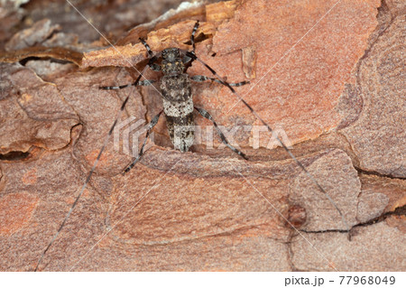 Longhorn beetle, acanthocinus griseus on pine bark 77968049