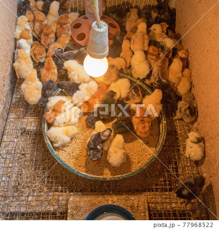 Chicks Newborn Chicks Newborn 77968522