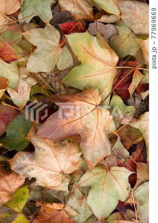 Leaves 77969669