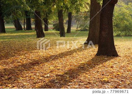 Autumn Autumn 77969671