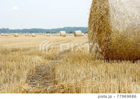 Haybails 77969686