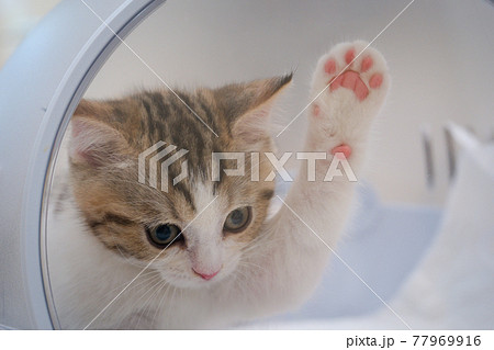 foot of tabby classic scottish straight kitten play in cat carrying case foot of tabby classic scottish straight kitten play in cat carrying case 77969916