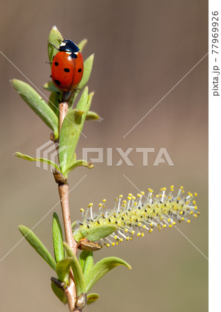 Ladybird and spring bud burst Ladybird and spring bud burst 77969926