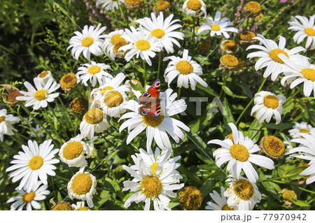 Daisies field and lovely butterfly close up Daisies field and lovely butterfly close up 77970942