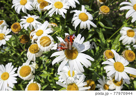 Daisies field and lovely butterfly close up Daisies field and lovely butterfly close up 77970944