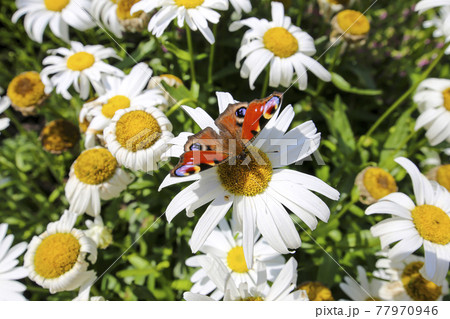 Daisies field and lovely butterfly close up Daisies field and lovely butterfly close up 77970946