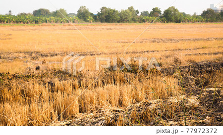 Forest fire, burning grass and small trees. Fire burns grass and branches. Pollution. Save earth idea Forest fire, burning grass and small trees. Fire burns grass and branches. Pollution. Save earth idea 77972372