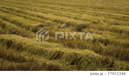 Autumn and spring birds. Bird in Agricultural field place of stop-overs. Fall season harvest field turn gold beautiful  autumn harvest brings an abundance of delicious and nutritious fruits and food. Autumn and spring birds. Bird in Agricultural field place of stop-overs. Fall season harvest field turn gold beautiful  autumn harvest brings an abundance of delicious and nutritious fruits and food. 77972396