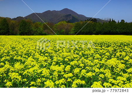 矢巾 煙山の菜の花畑 矢巾 煙山の菜の花畑 77972843
