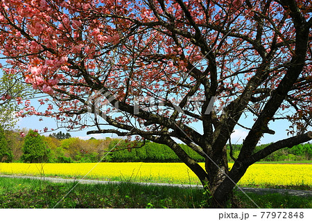 矢巾　煙山の菜の花畑 77972848