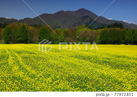 矢巾 煙山の菜の花畑 矢巾 煙山の菜の花畑 77972851