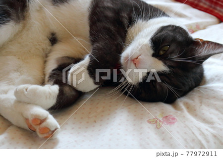 我が家のかわいい猫ちゃん 77972911