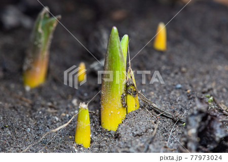 the first green sprouts of early spring flowers make their way to the sun the first green sprouts of early spring flowers make their way to the sun 77973024