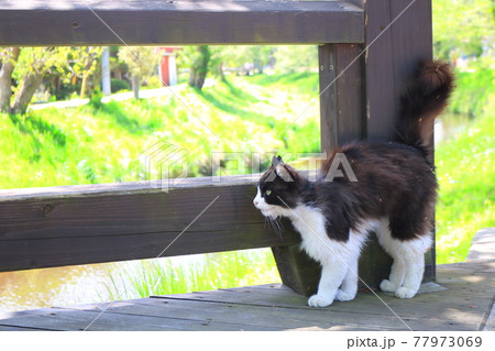 旅先で見かけたかわいいノラ良猫 77973069