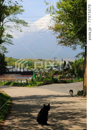 旅先で見かけたかわいいノラ良猫 77973079