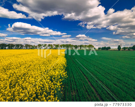 Field of rapeseed and field of green wheat with beautiful clouds - plant for green energy 77973330