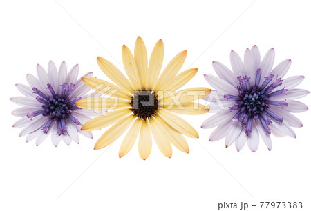 Osteosperumum Flower Daisy Isolated 77973383