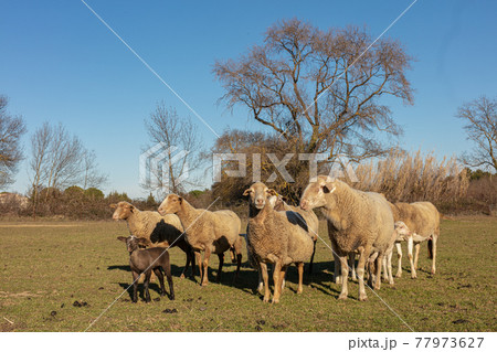 Herd of sheep in a meadow Herd of sheep in a meadow 77973627