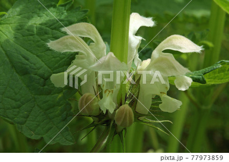 オドリコソウの白い花のアップ 福島県只見町 オドリコソウの白い花のアップ 福島県只見町 77973859