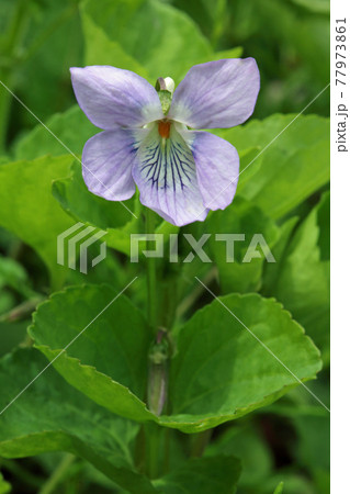 オオタチツボスミレの花一輪　福島県只見町 77973861